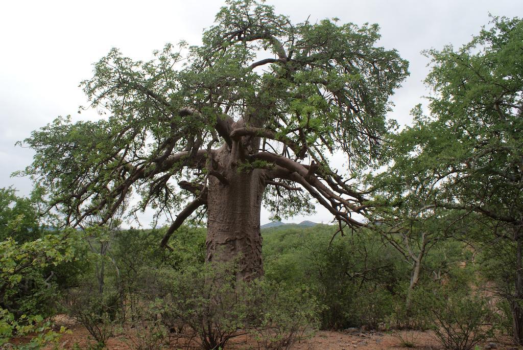 Adansonia Eco Lodge Musina Kültér fotó