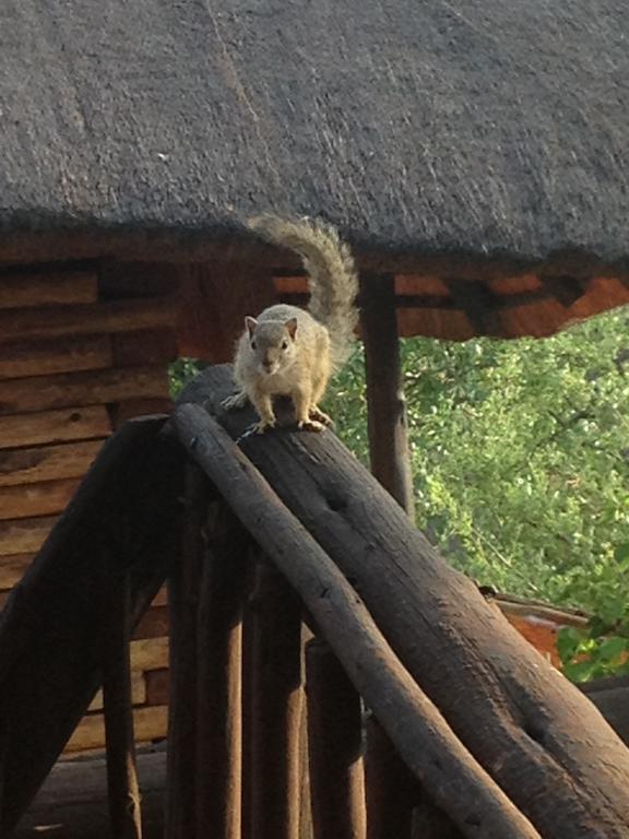Adansonia Eco Lodge Musina Kültér fotó