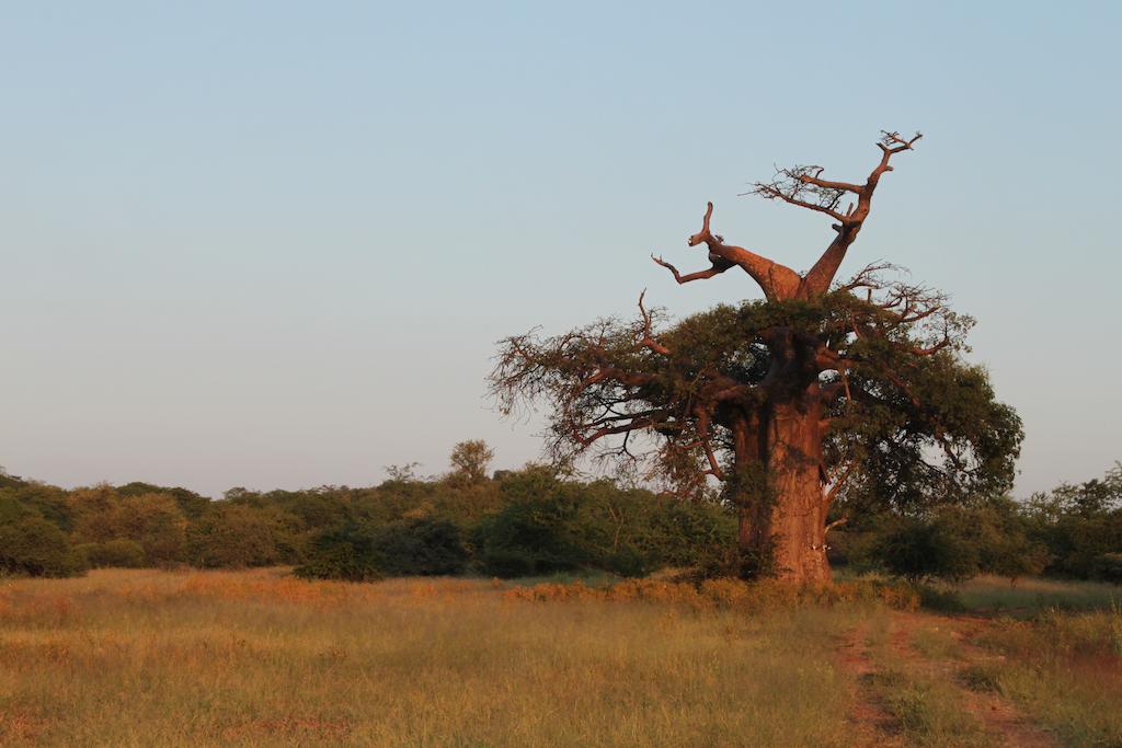 Adansonia Eco Lodge Musina Kültér fotó