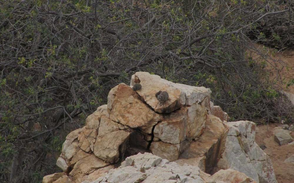 Adansonia Eco Lodge Musina Kültér fotó