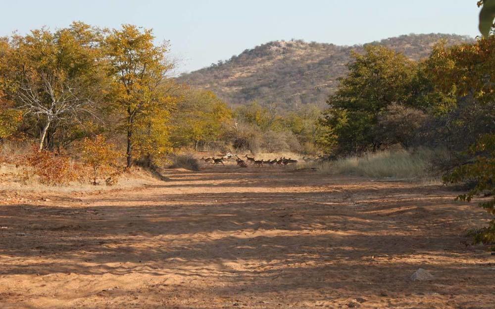 Adansonia Eco Lodge Musina Kültér fotó