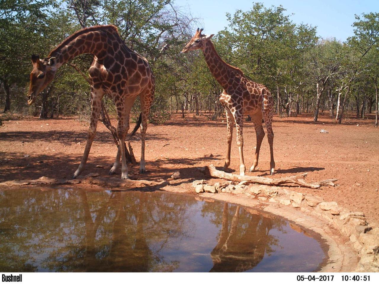 Adansonia Eco Lodge Musina Kültér fotó
