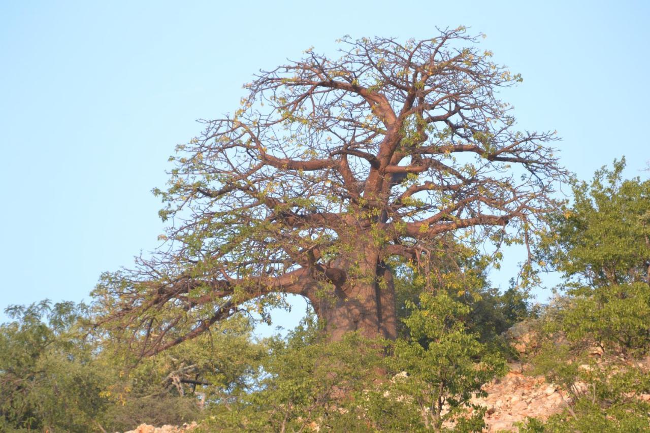 Adansonia Eco Lodge Musina Kültér fotó