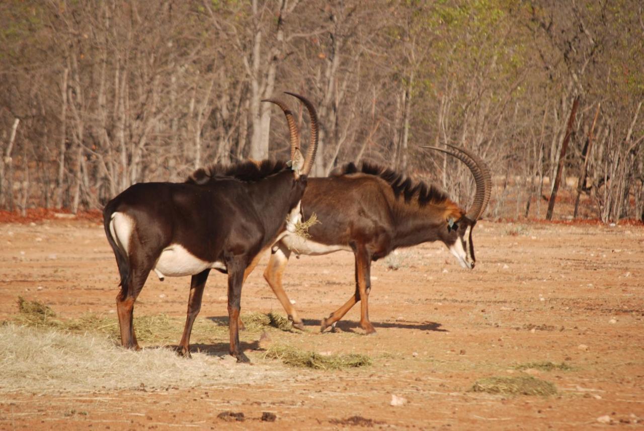 Adansonia Eco Lodge Musina Kültér fotó